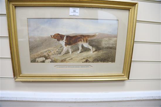 Victorian School, watercolour, A favourite Setter of Major General Thomas John, 20 x 40cm